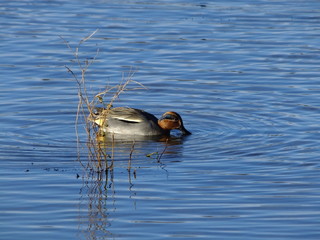 Male teal during winter