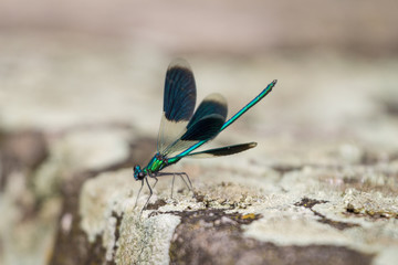Closeup of a beautiful green and blue dragonfly on a blurry background