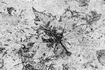 Ahornblatt im Detail