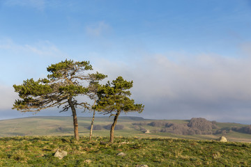 Obraz premium Arbres sur le plateau de l'Aubrac