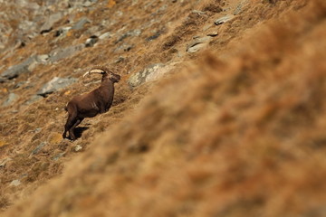Capra ibex. Photo was taken in Italy. It is found in southern Europe, less in the Western and southern Asia and North Africa. Wildlife of Italy. Autumn in nature.