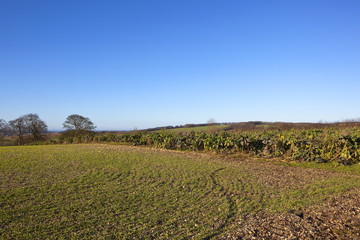 Fototapeta na wymiar agricultural winter landscape
