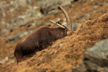 Capra ibex. Photo was taken in Italy. It is found in southern Europe, less in the Western and southern Asia and North Africa. Wildlife of Italy. Autumn in nature.