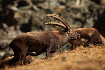 Capra ibex. Photo was taken in Italy. It is found in southern Europe, less in the Western and southern Asia and North Africa. Wildlife of Italy. Autumn in nature.