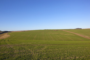 Fototapeta na wymiar rolling wheat fields