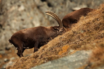 Capra ibex. Photo was taken in Italy. It is found in southern Europe, less in the Western and southern Asia and North Africa. Wildlife of Italy. Autumn in nature.