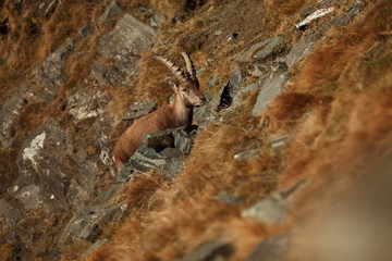 Capra ibex. Photo was taken in Italy. It is found in southern Europe, less in the Western and southern Asia and North Africa. Wildlife of Italy. Autumn in nature.