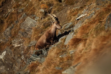 Capra ibex. Photo was taken in Italy. It is found in southern Europe, less in the Western and southern Asia and North Africa. Wildlife of Italy. Autumn in nature.