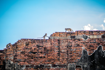 Monkeys on a wall