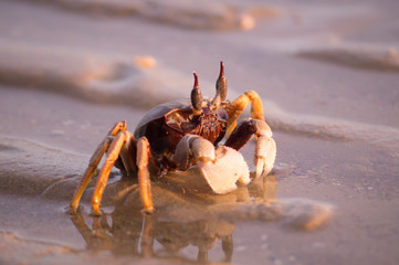 crab on a beach