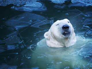 Portrait of an unhappy polar bear from the water. Not nice thin ice.