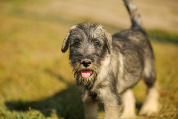 Schnauzer puppy running outside on green grass field