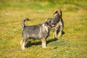 Schnauzer puppy running outside on green grass field