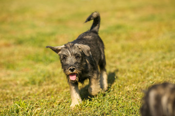 Schnauzer puppy running outside on green grass field
