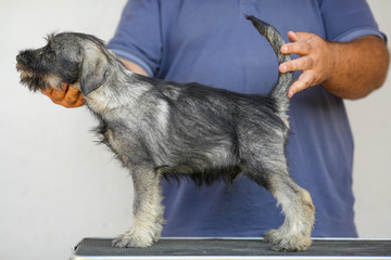 schnauzer dog is getting into position