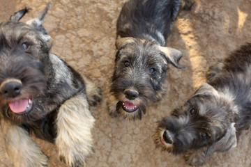 group of curious schnauzer puppys looking