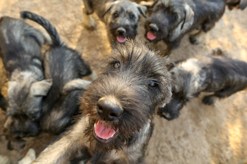 Naklejka na ściany i meble group of curious schnauzer puppys looking