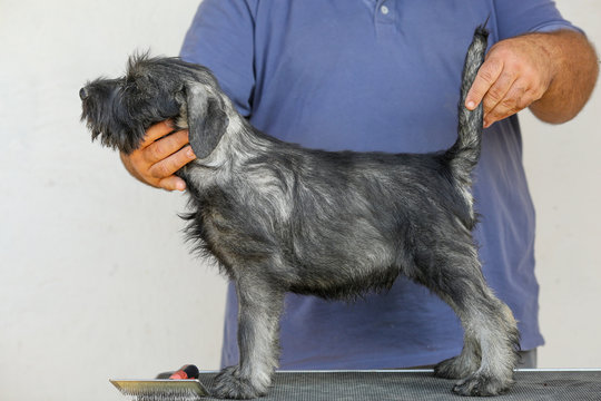 schnauzer dog is getting into position