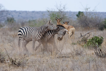 Fototapeta na wymiar Zebras (Equus quagga) fighting, Tsavo East National Park, Kenya
