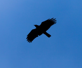 Silhouette of a black raven against a blue sky