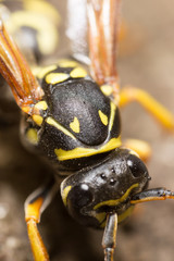 Portrait of a yellow wasp in nature