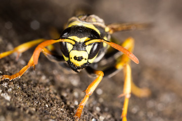 Portrait of a yellow wasp in nature