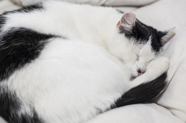 the cat is sleeping on the pillow