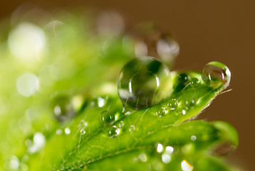 Fototapeta na wymiar Dew drops on a green leaf
