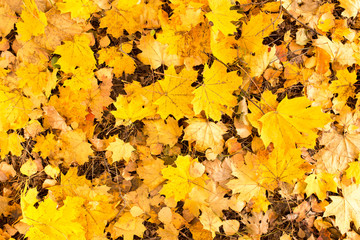 Yellow leaves on the ground in autumn