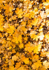 Yellow leaves on the ground in autumn