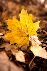 Yellow leaves on the ground in autumn