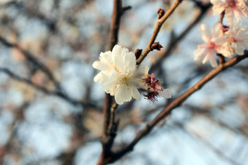Spring and Flowers