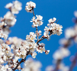 White flowers on a tree in spring