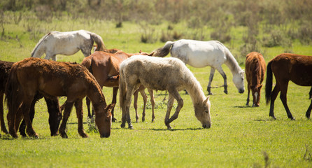 Naklejka na ściany i meble Horses in the pasture in the spring