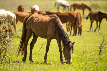 Naklejka premium Horses in the pasture in the spring
