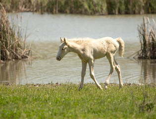 Horses in the pasture in the spring