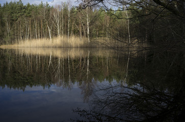 Lake in a mysterious forrest