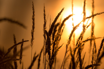 Grass in the rays of sunset as background