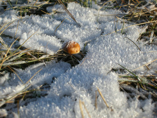 Schneekristalle, Pilz im Schnee, Makro
