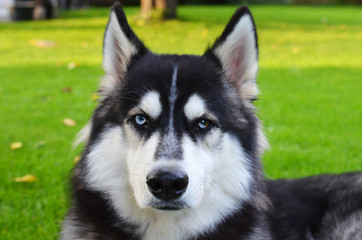 Close up of view of Siberian Husky with heterochromia (brown and blue eyes)