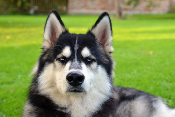 Close up of view of Siberian Husky with heterochromia (brown and blue eyes)