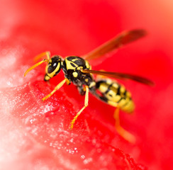Wasp eats a red watermelon in nature