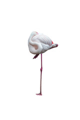 Flamingo isolated on white background