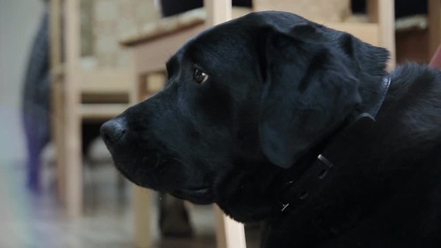 Labrador resting on floor and looking around 