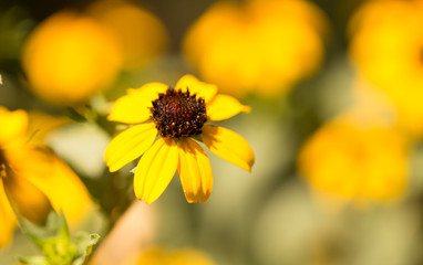 Yellow flower in a park