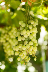Green grapes in the garden in summer