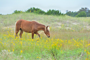 Horse Walking Among the Wildflowers at Cape Lookout National Seashore, North Carolina