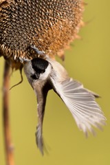 Parus major, Blue tit . A small bird sits on a sunflower plant and feeds sunflower seeds. Flight of the extended wing.  Wildlife scenery, Slovakia, Europe.