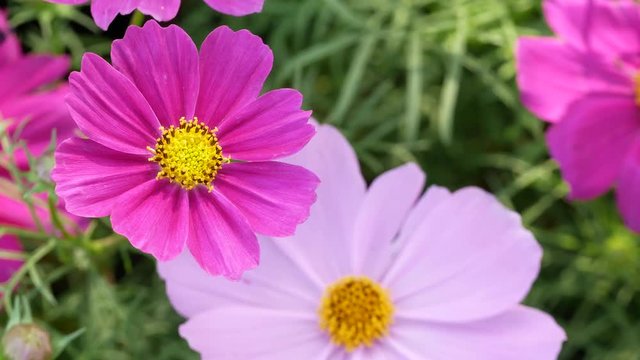 Close of The Pink Cosmos Flowers Blooming while The Windy