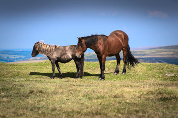 Obraz premium Horses in Dartmoor National Park